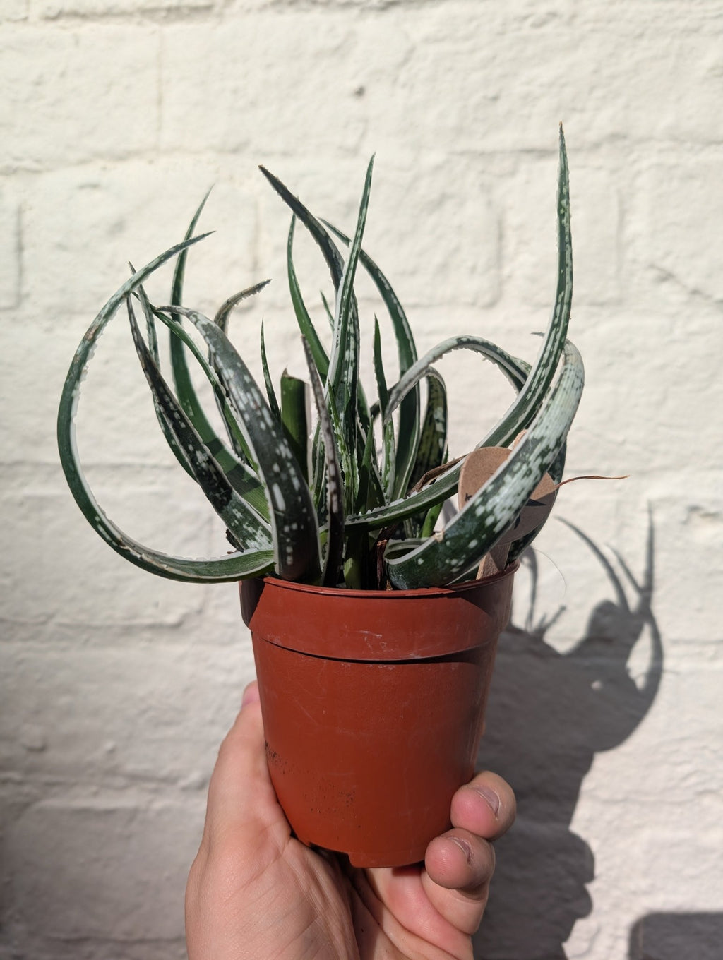 Aloe 'Maidu' - SGP Garden Ltd