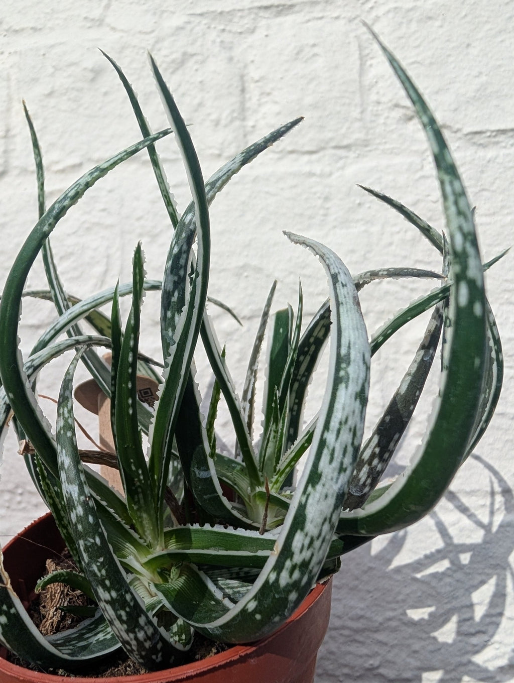 Aloe 'Maidu' - SGP Garden Ltd
