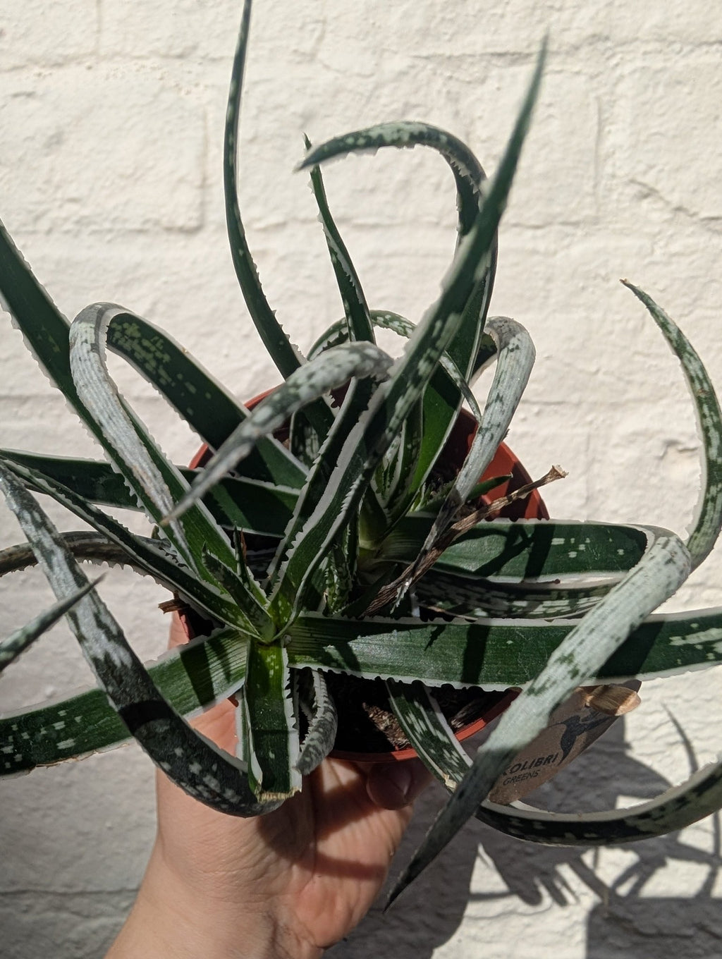 Aloe 'Maidu' - SGP Garden Ltd