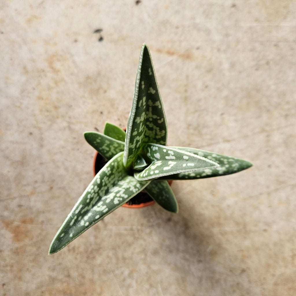 Aloe Variegata (Tiger Aloe) - SGP Garden Ltd