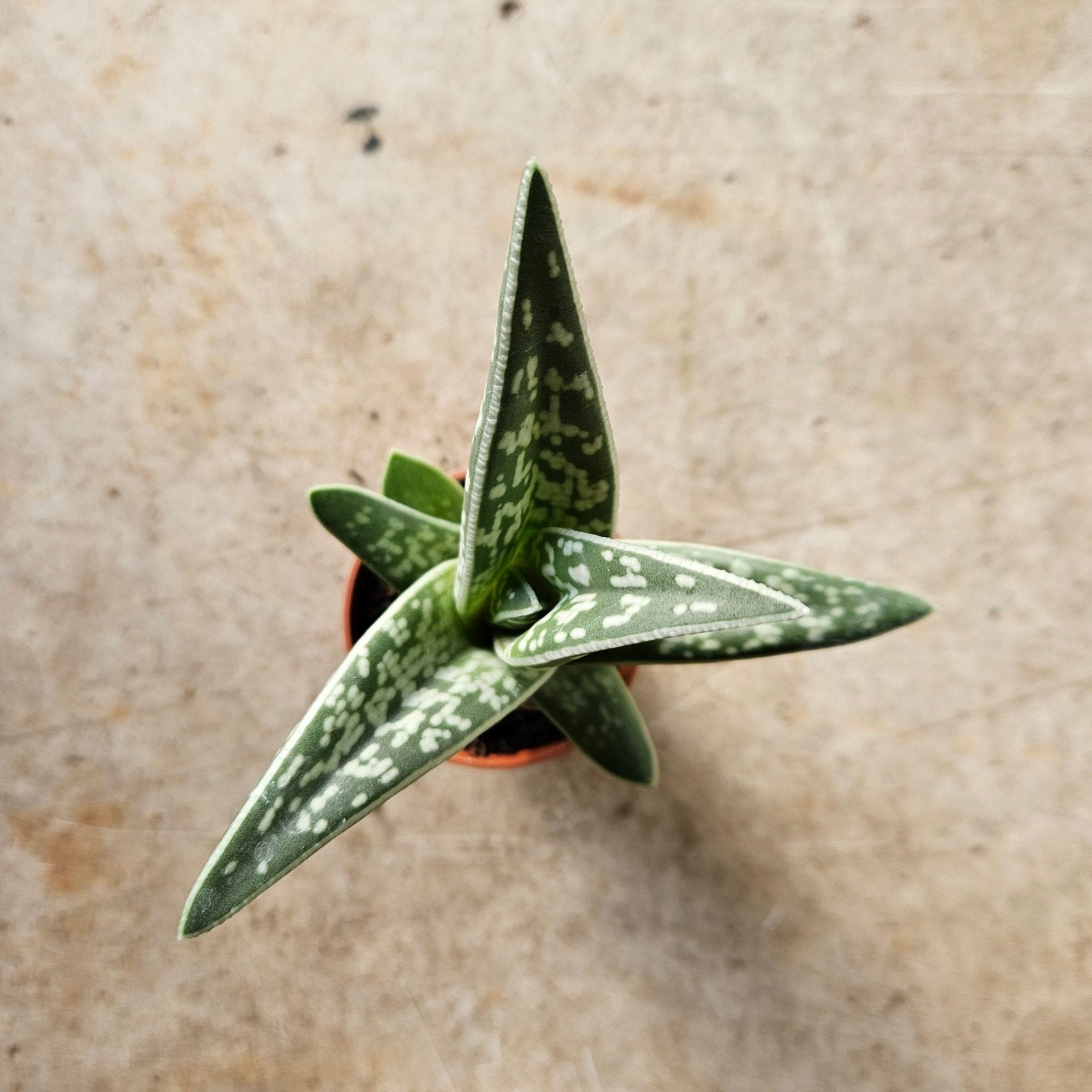 Aloe Variegata (Tiger Aloe) - SGP Garden Ltd