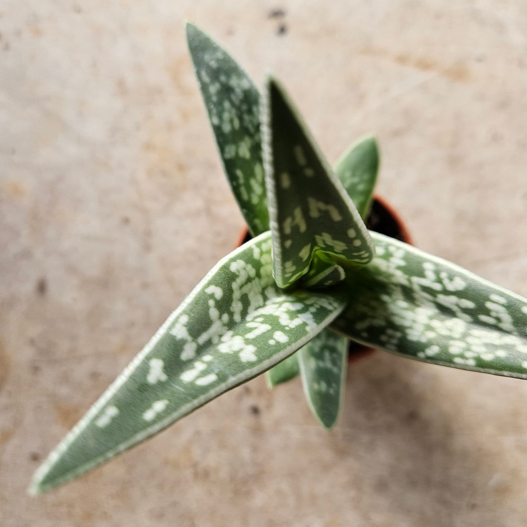 Aloe Variegata (Tiger Aloe) - SGP Garden Ltd