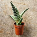 Aloe Variegata (Tiger Aloe) - SGP Garden Ltd