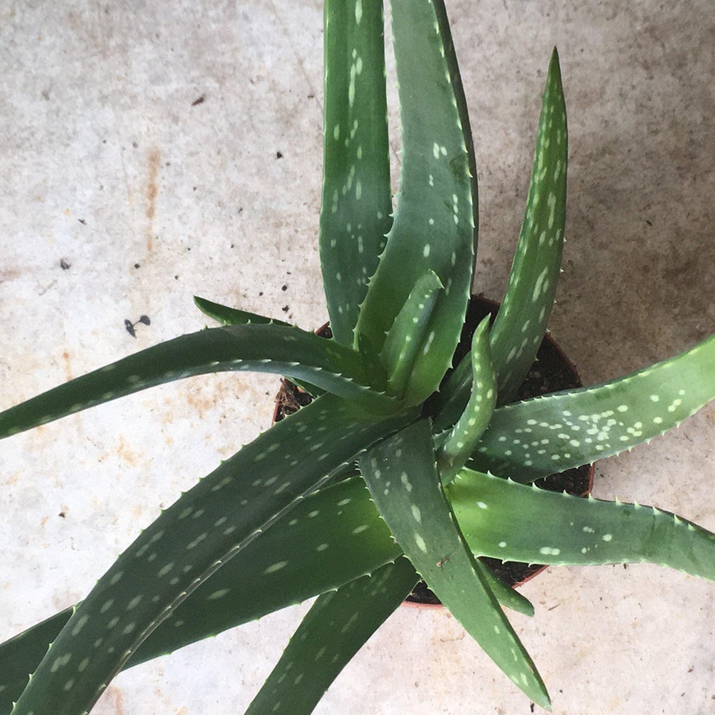 Aloe vera - SGP Garden Ltd