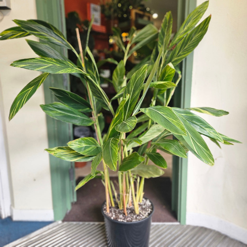 Alpinia Zerumbet Variegata (Variegated Shell Ginger) - SGP Garden Ltd