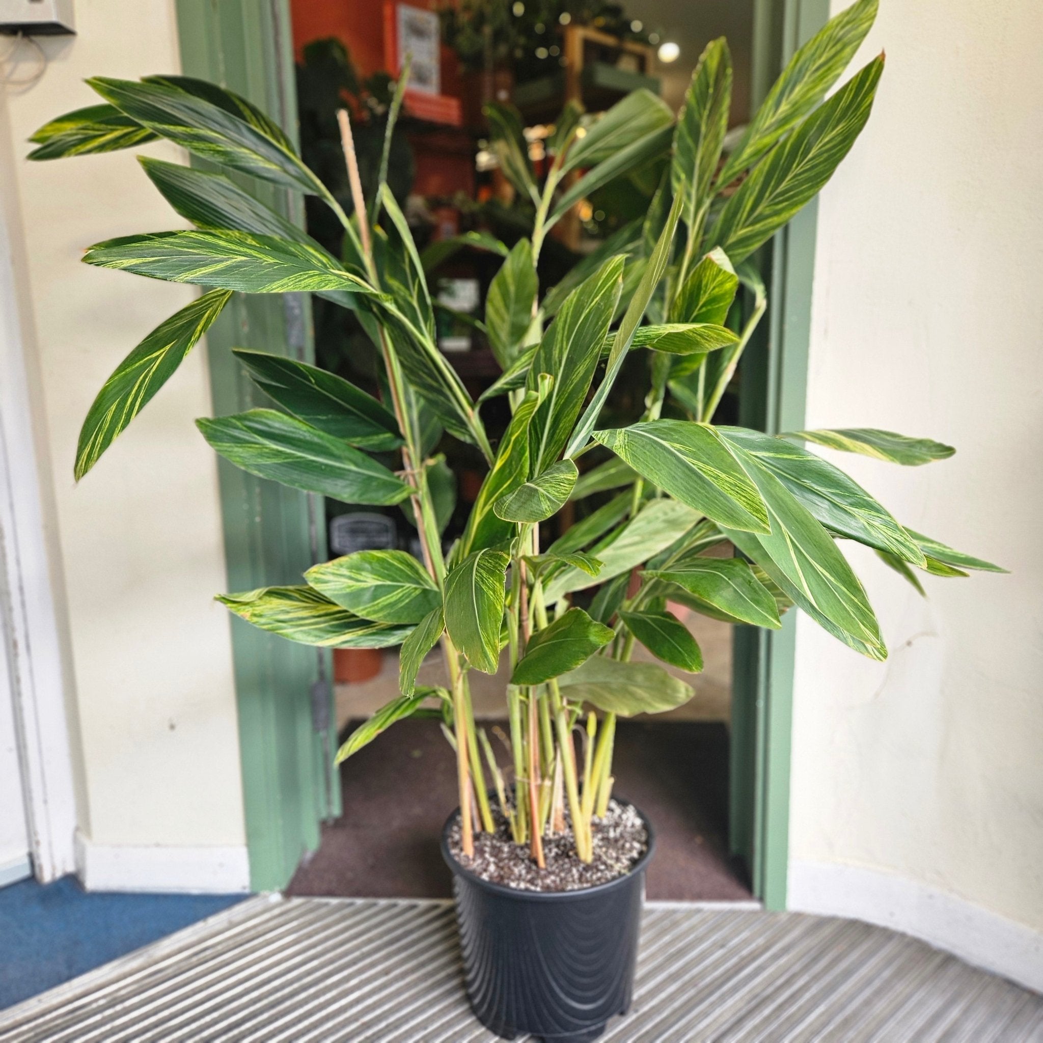 Alpinia Zerumbet Variegata (Variegated Shell Ginger) - SGP Garden Ltd