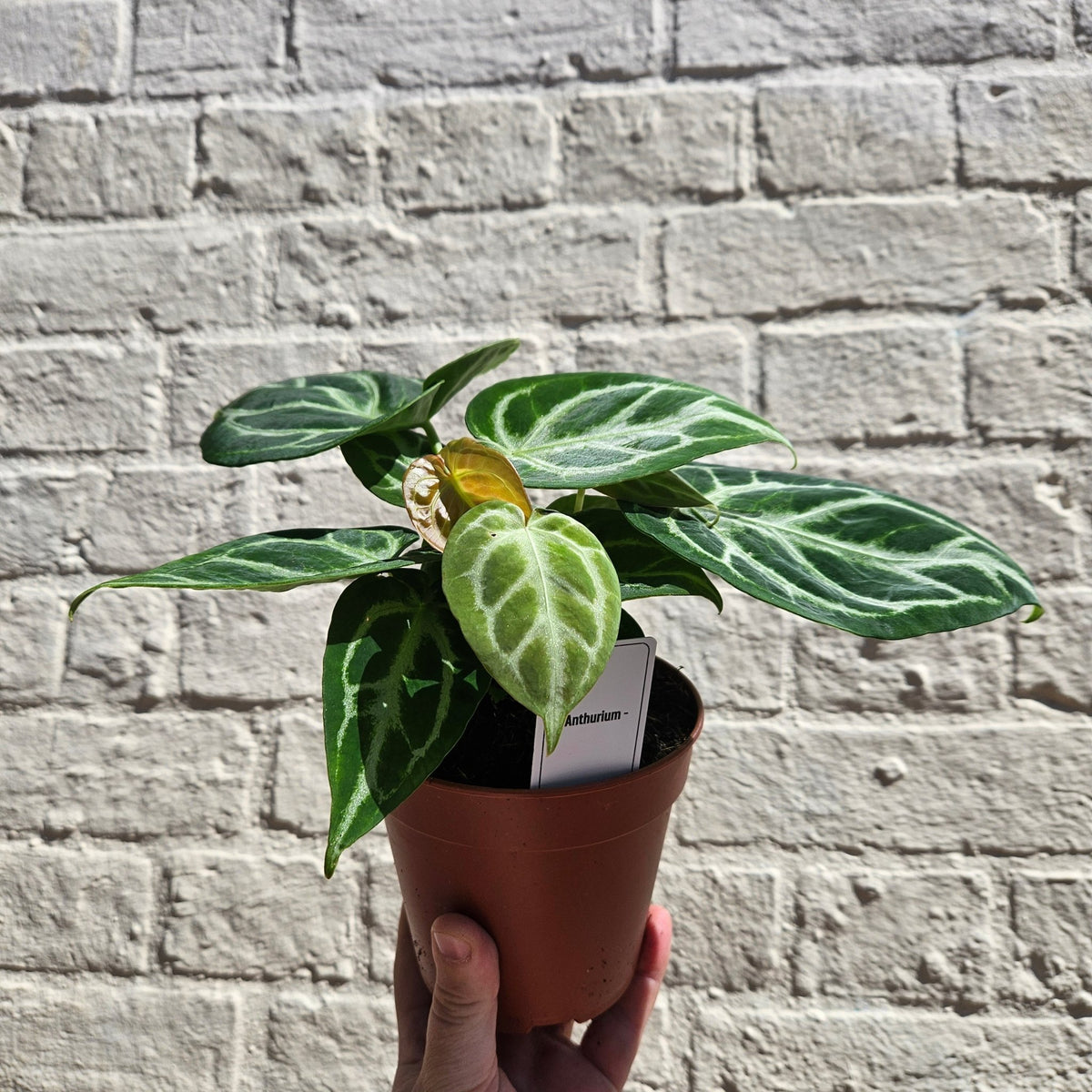 Anthurium crystallinum 'Silver Blush' (Crystal Anthurium) - SGP Garden Ltd