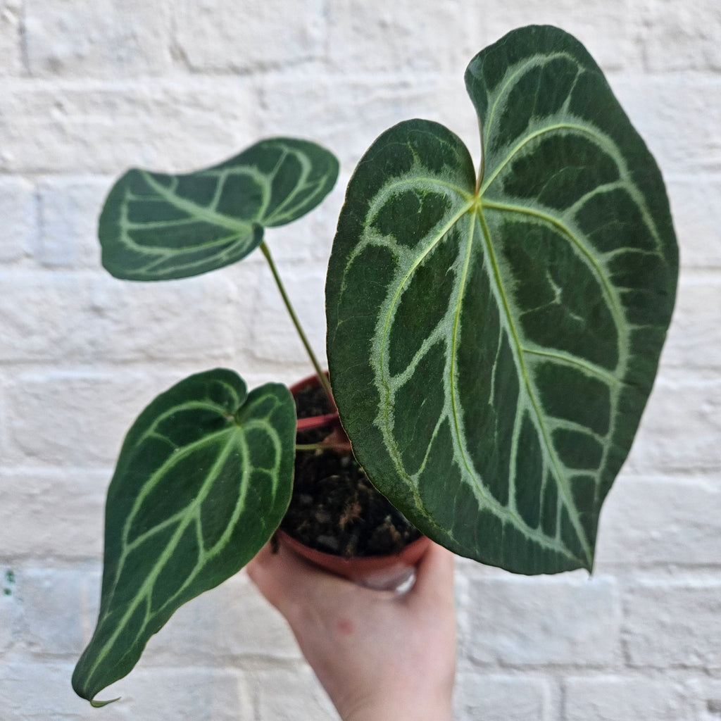 Anthurium magnificum - SGP Garden Ltd