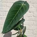 Anthurium queremalense - SGP Garden Ltd