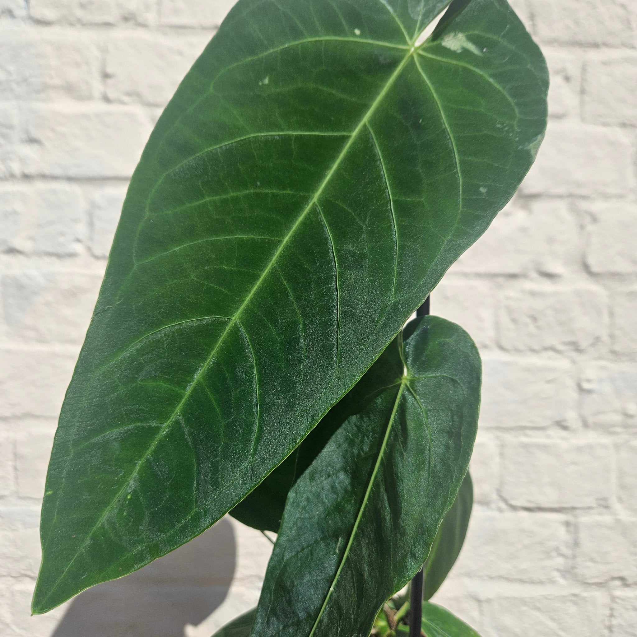 Anthurium queremalense - SGP Garden Ltd