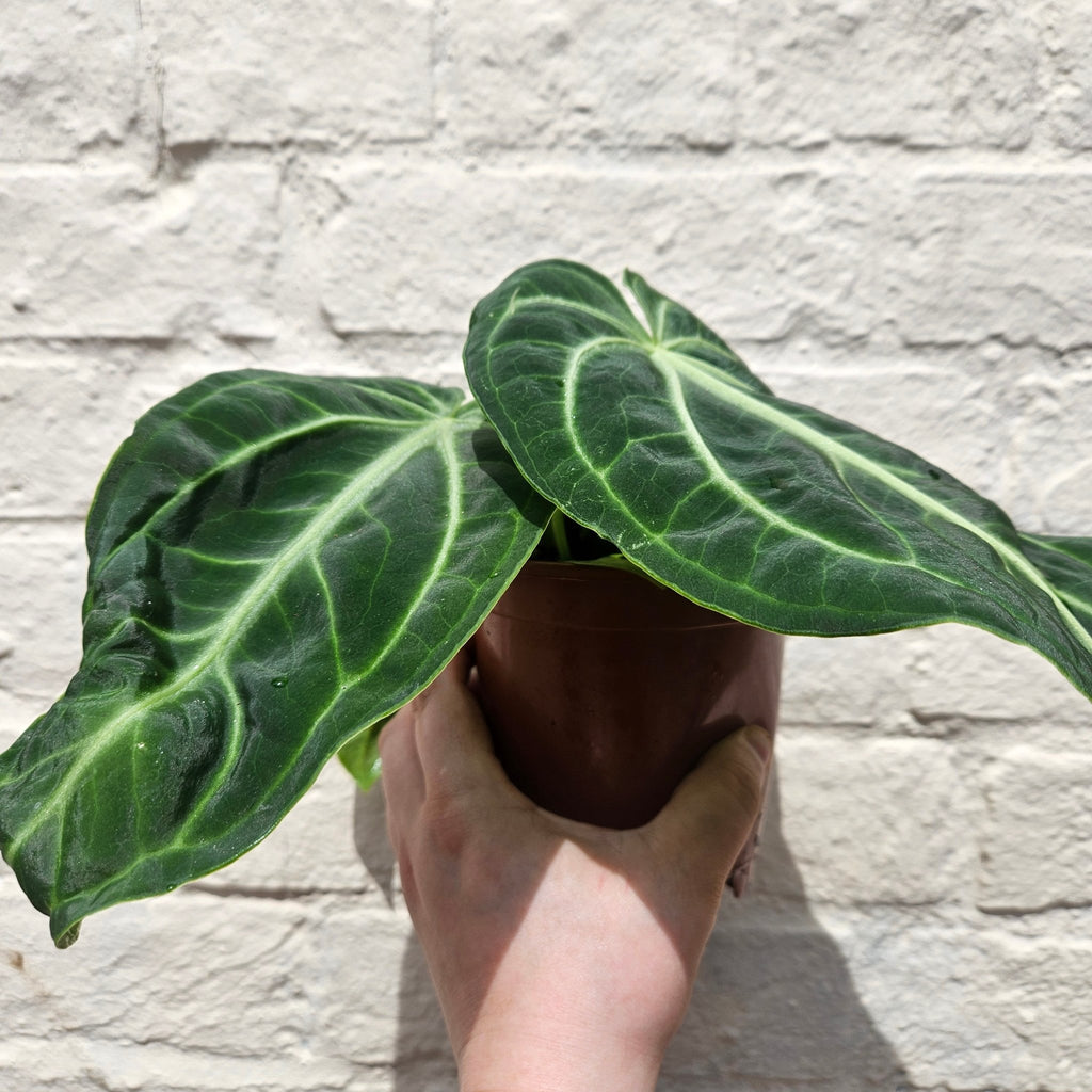 Anthurium villenaorum - SGP Garden Ltd