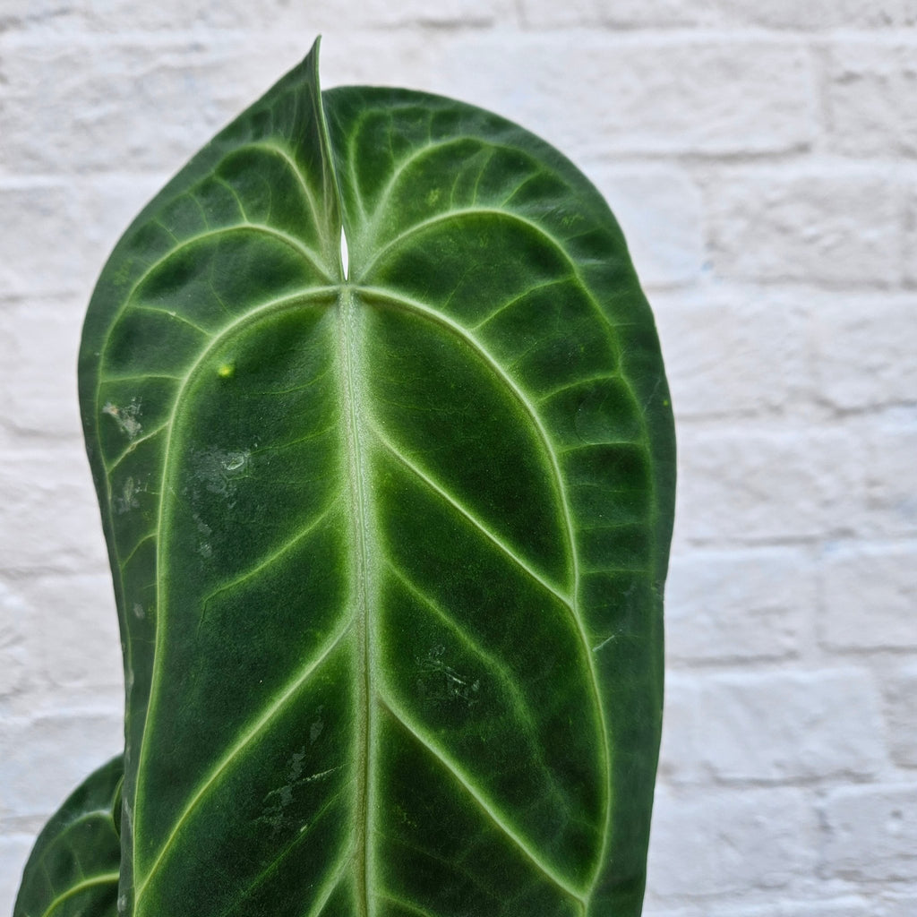 Anthurium warocqueanum (Queen Anthurium) - SGP Garden Ltd
