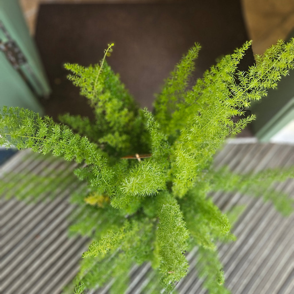Asparagus densiflorus ‘Myersii’ (Foxtail Fern) - SGP Garden Ltd