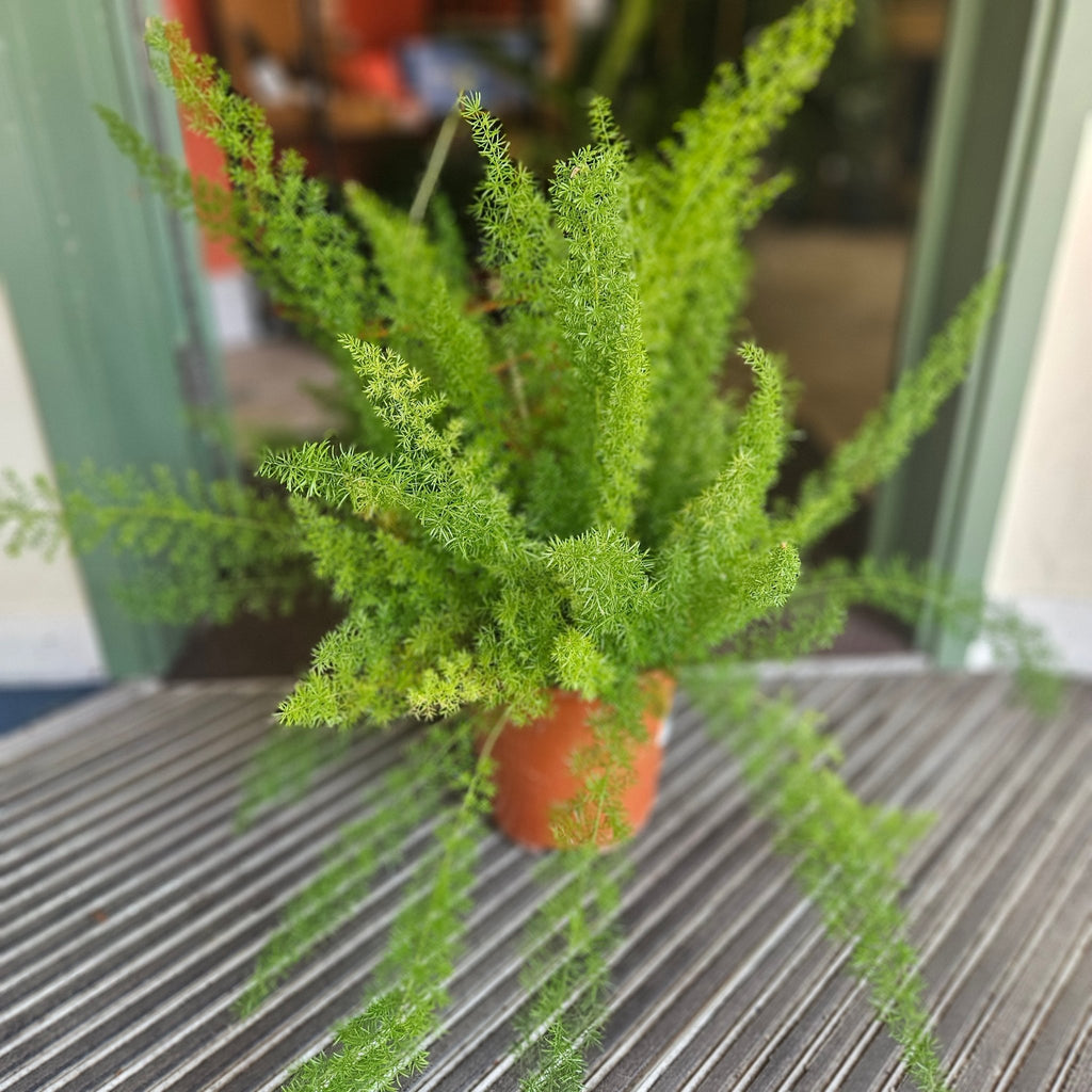 Asparagus densiflorus ‘Myersii’ (Foxtail Fern) - SGP Garden Ltd