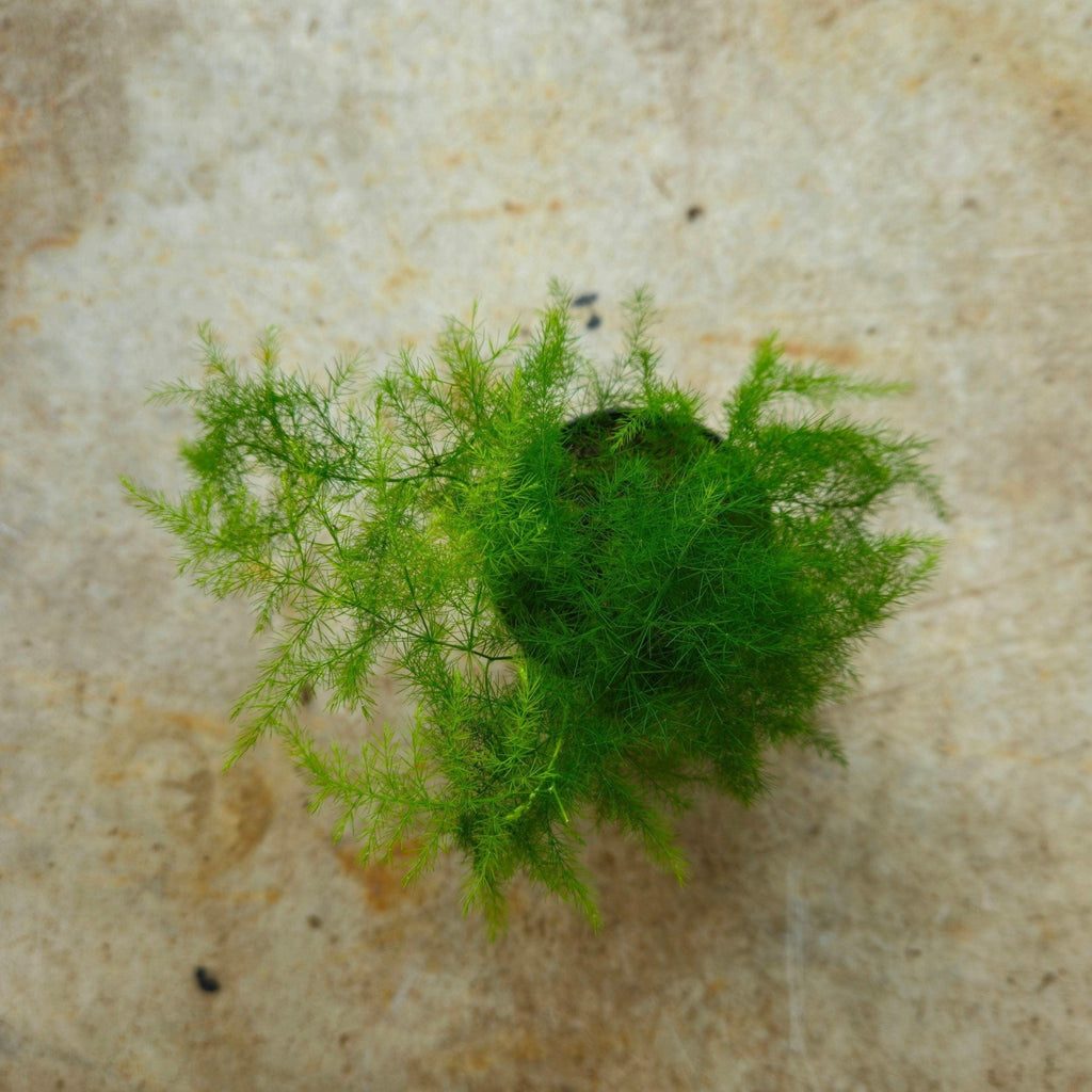 Asparagus setaceus (Asparagus fern) - SGP Garden Ltd