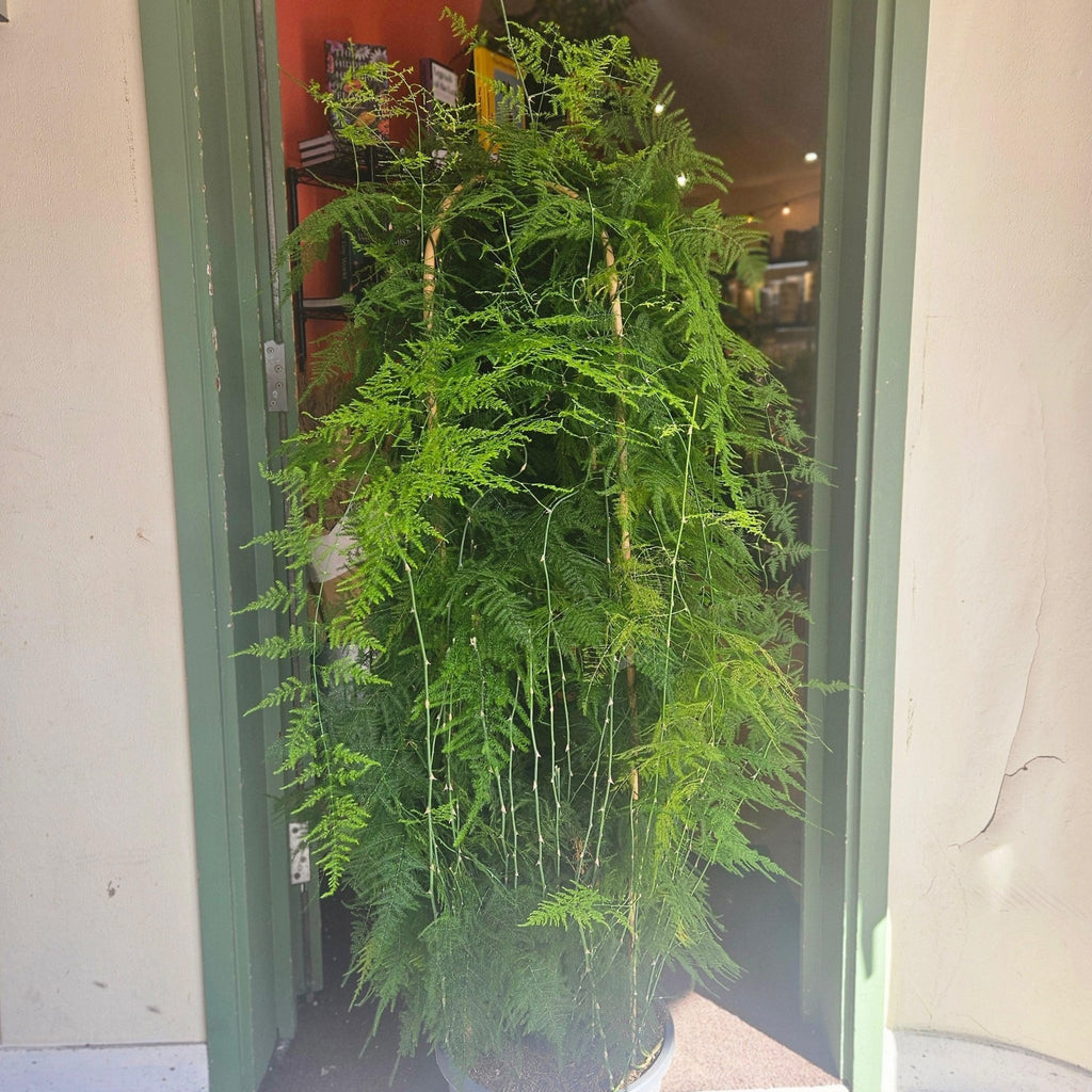 Asparagus setaceus (Asparagus fern) - SGP Garden Ltd