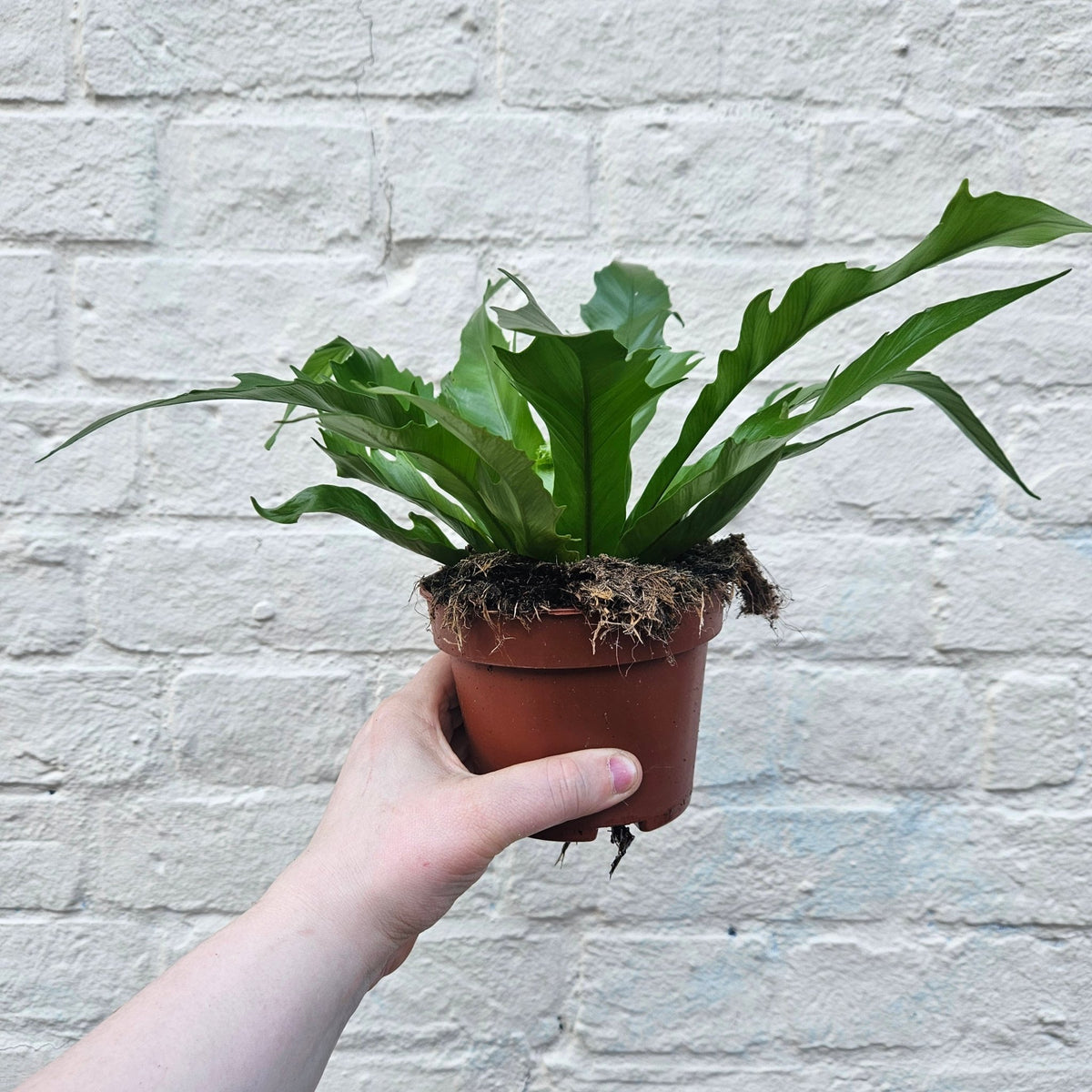 Asplenium gioia (Nest Fern) - SGP Garden Ltd