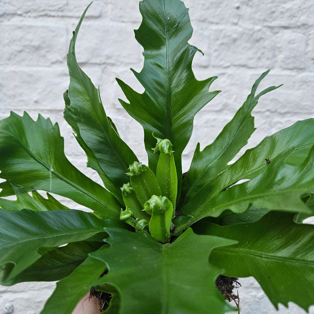 Asplenium gioia (Nest Fern) - SGP Garden Ltd