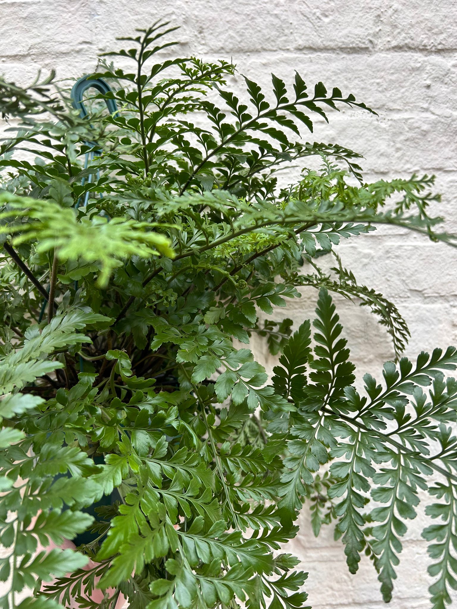 Asplenium parvati (Mother fern) - SGP Garden Ltd