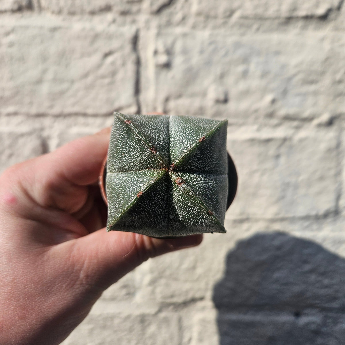 Astrophytum myriostigma (Bishop’s Mitre) - SGP Garden Ltd