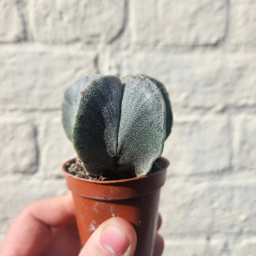 Astrophytum myriostigma (Bishop’s Mitre) - SGP Garden Ltd