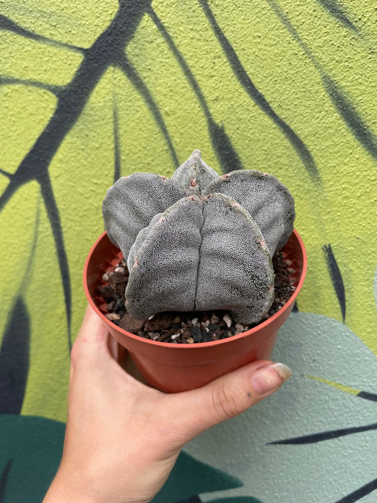 Astrophytum myriostigma (Bishop’s Mitre) - SGP Garden Ltd