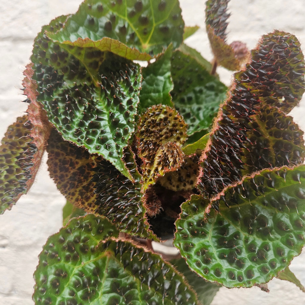 Begonia ferox (Fierce Plant) - SGP Garden Ltd