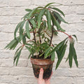 Begonia luxurians (Palm Leaf Begonia) - SGP Garden Ltd