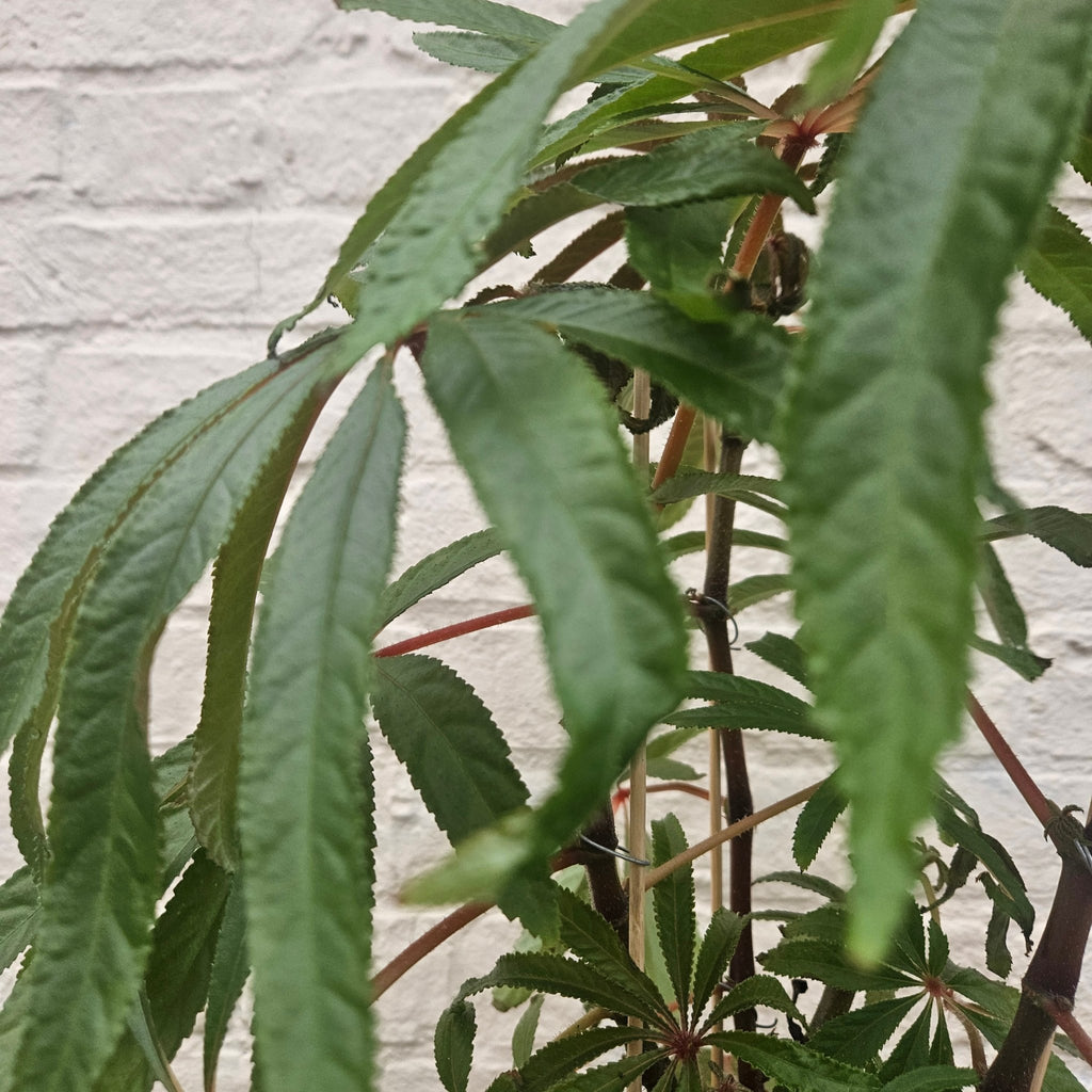 Begonia luxurians (Palm Leaf Begonia) - SGP Garden Ltd