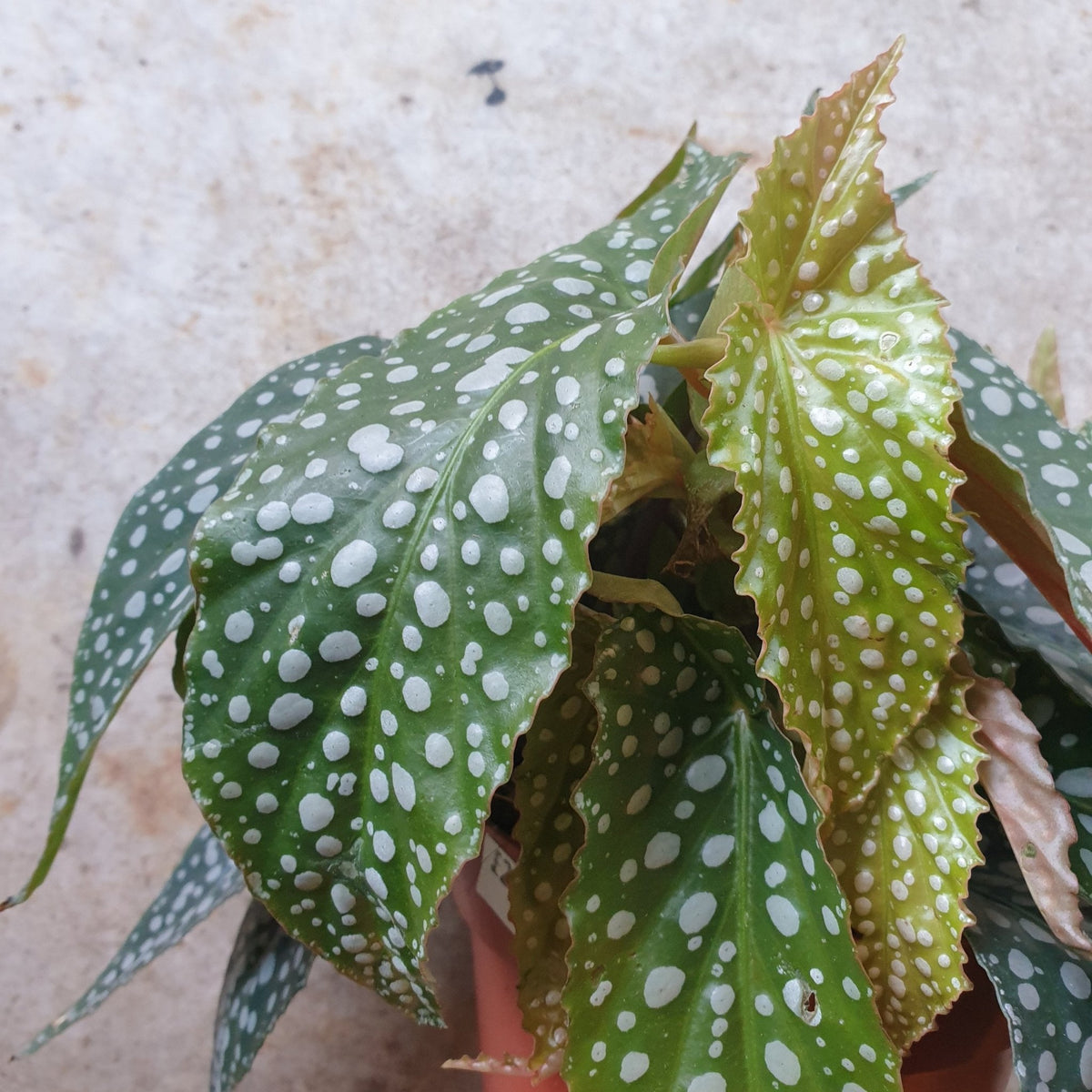Begonia maculata 'Double dot' - SGP Garden Ltd