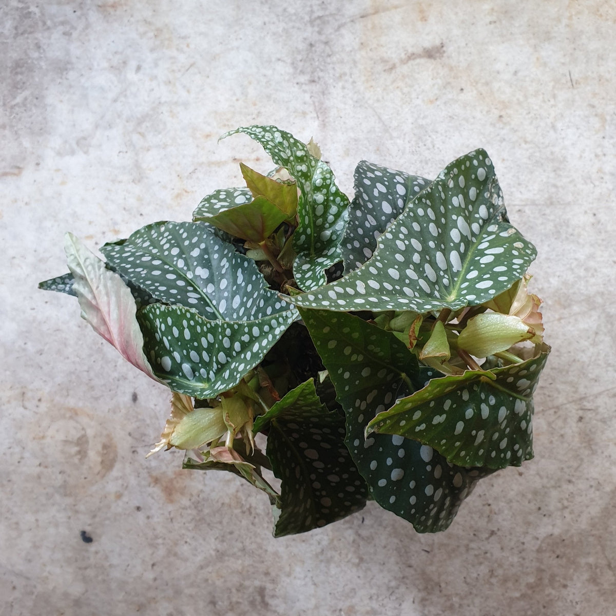 Begonia maculata 'Double dot' - SGP Garden Ltd