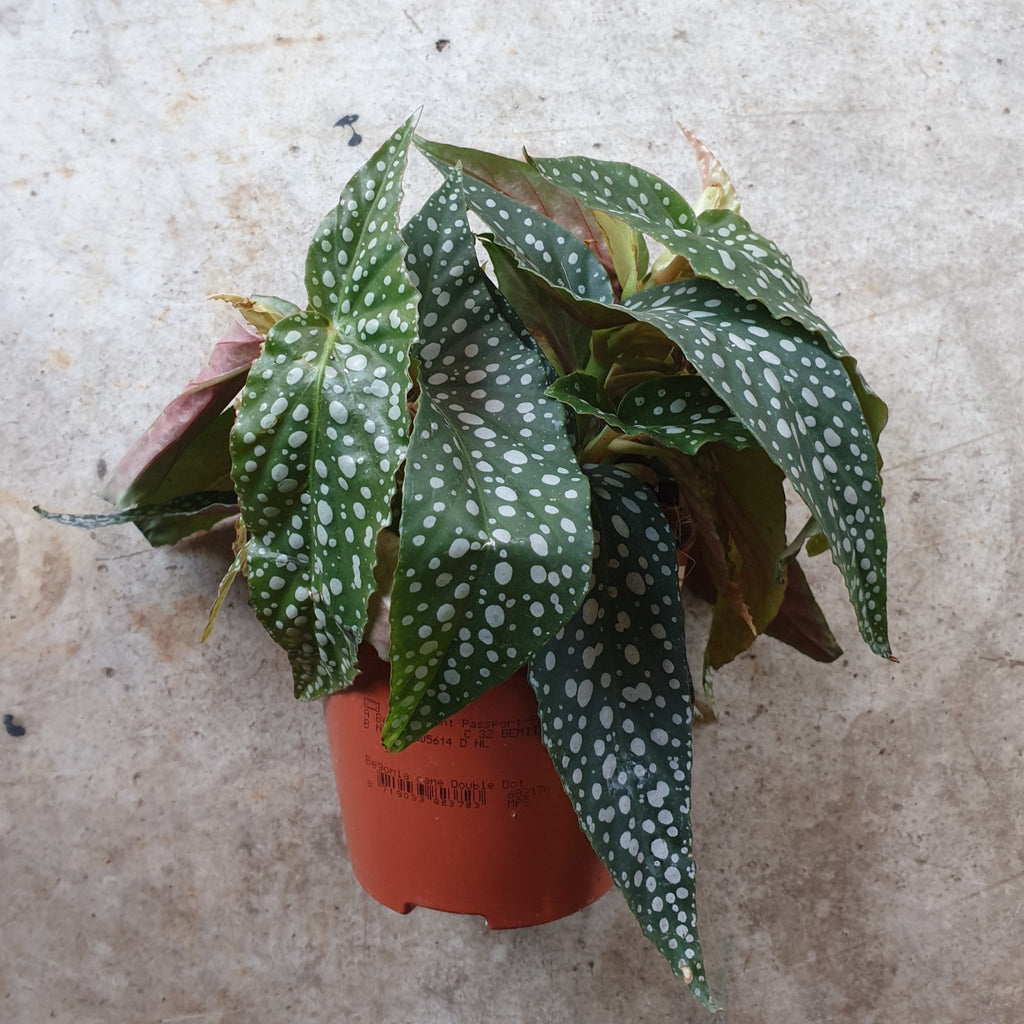 Begonia maculata 'Double dot' - SGP Garden Ltd