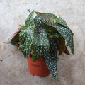 Begonia maculata 'Double dot' - SGP Garden Ltd