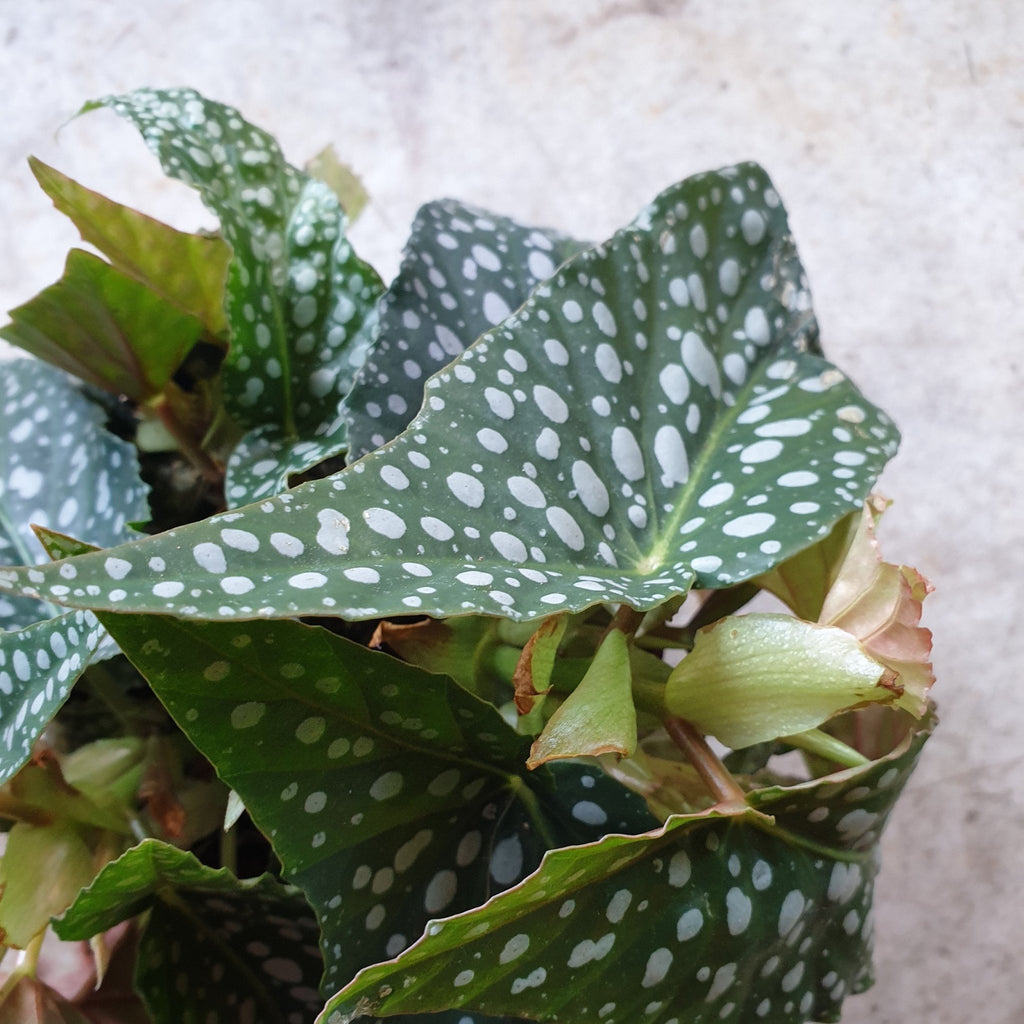 Begonia maculata 'Double dot' - SGP Garden Ltd