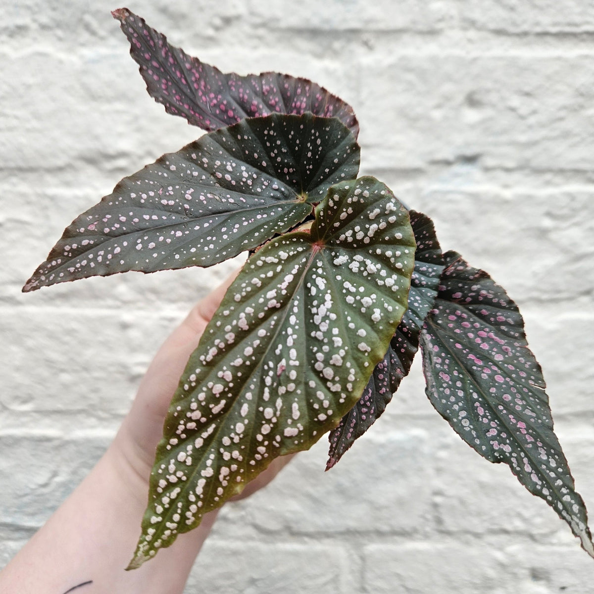 Begonia maculata 'Pink Spot' - SGP Garden Ltd