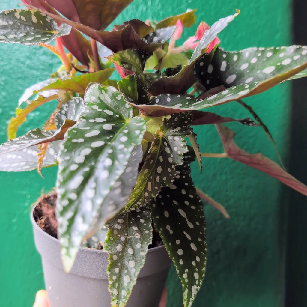Begonia maculata 'Silverspot' (Polka Dot Begonia) - SGP Garden Ltd