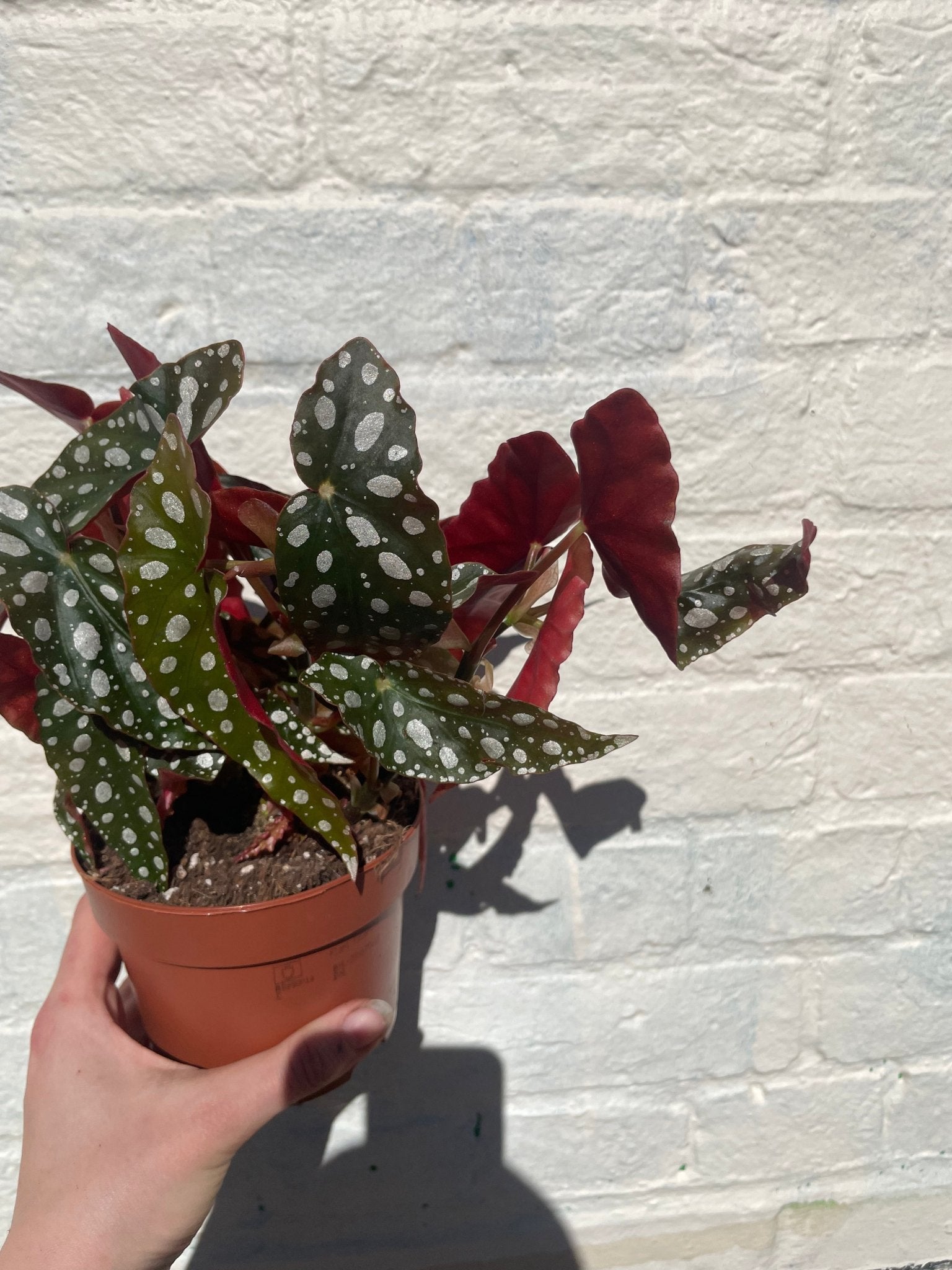 Begonia maculata 'Wightii' (Polka Dot Begonia) - SGP Garden Ltd
