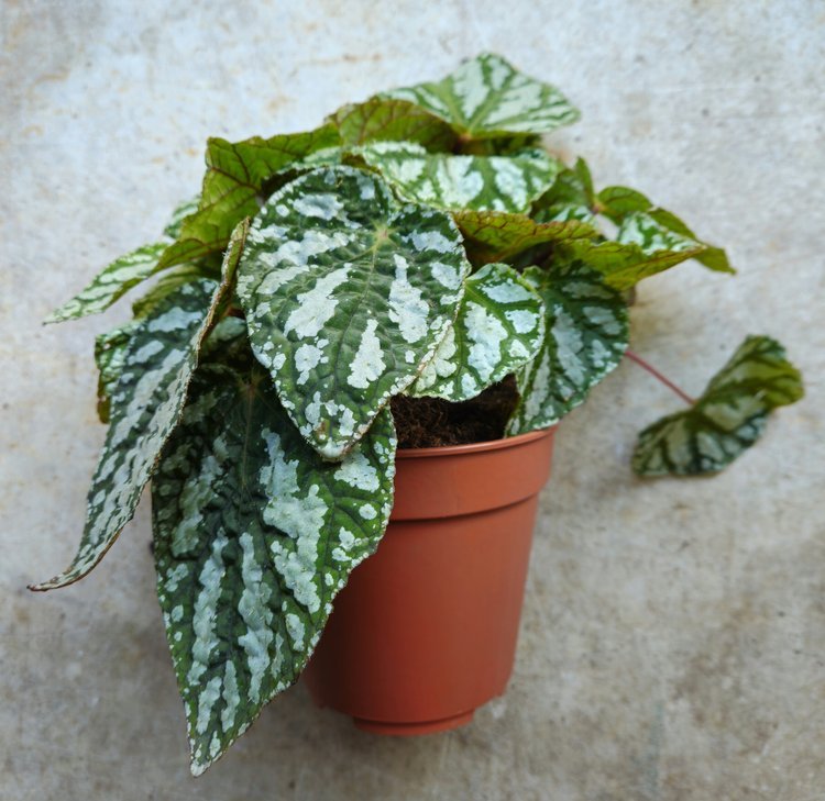 Begonia rex 'Tap dance' - SGP Garden Ltd