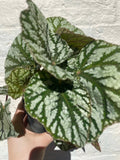 Begonia rex 'Tap dance' - SGP Garden Ltd