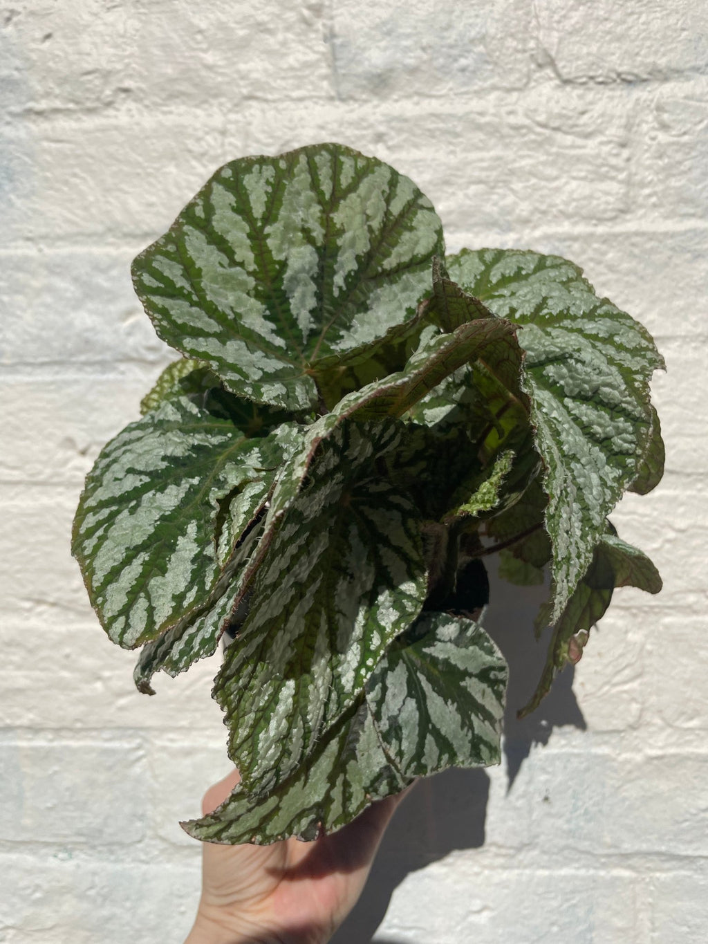 Begonia rex 'Tap dance' - SGP Garden Ltd