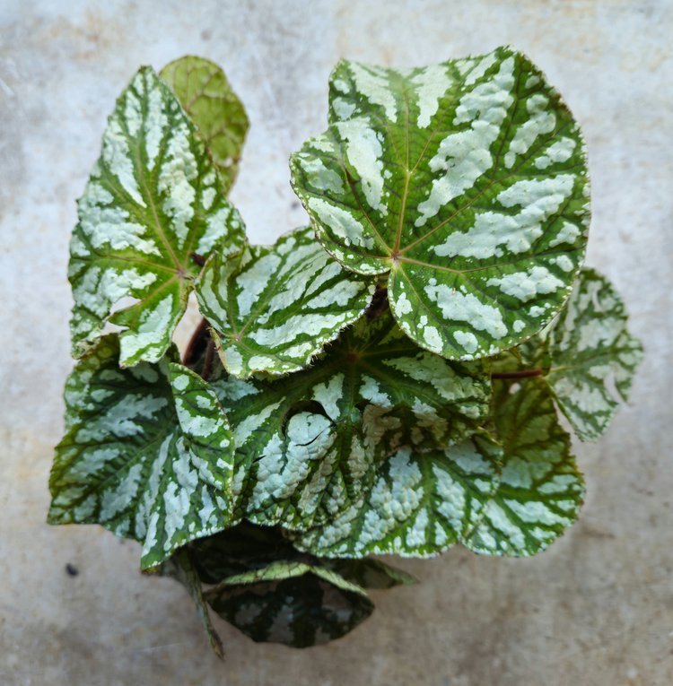 Begonia rex 'Tap dance' - SGP Garden Ltd