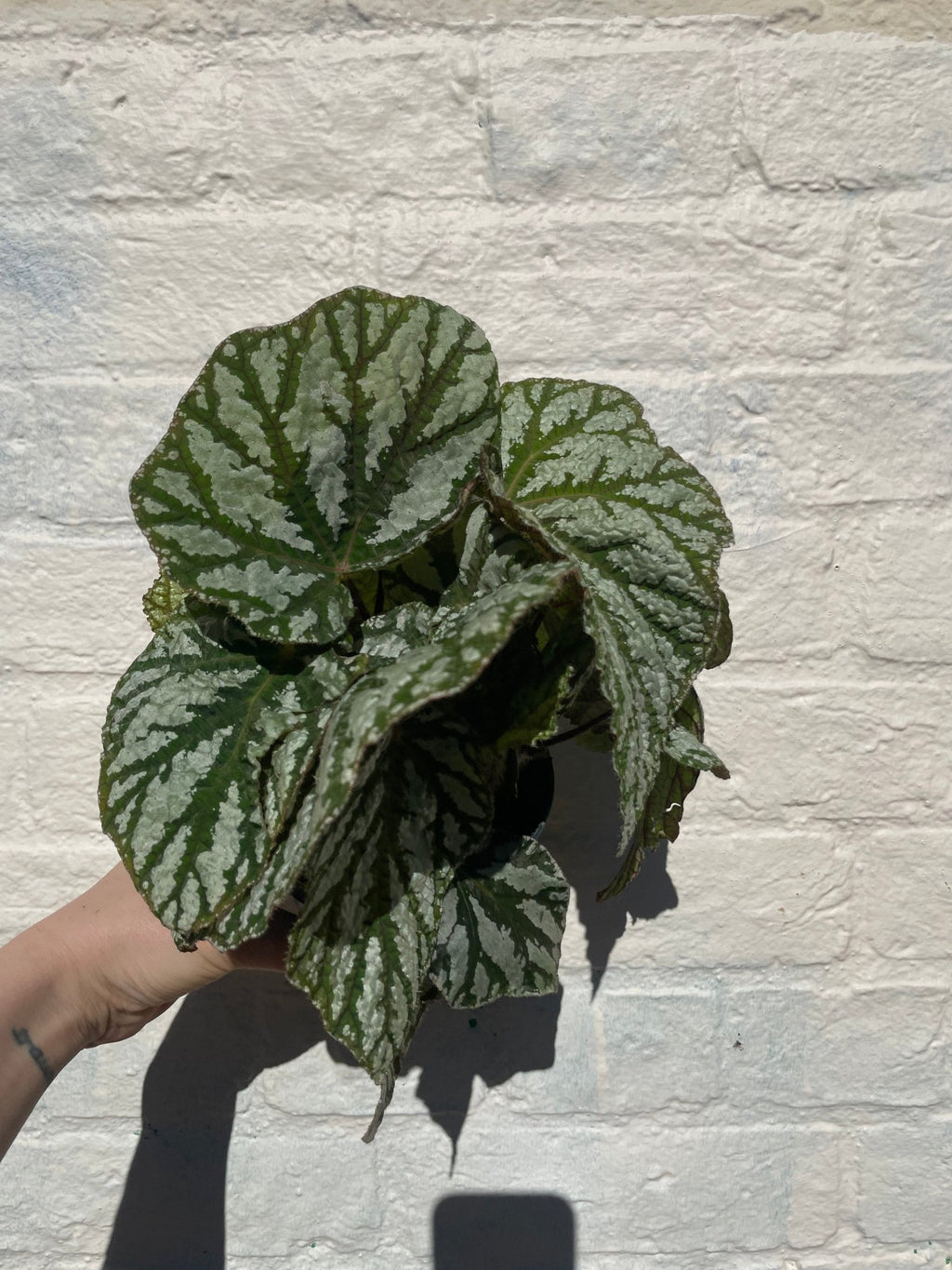 Begonia rex 'Tap dance' - SGP Garden Ltd