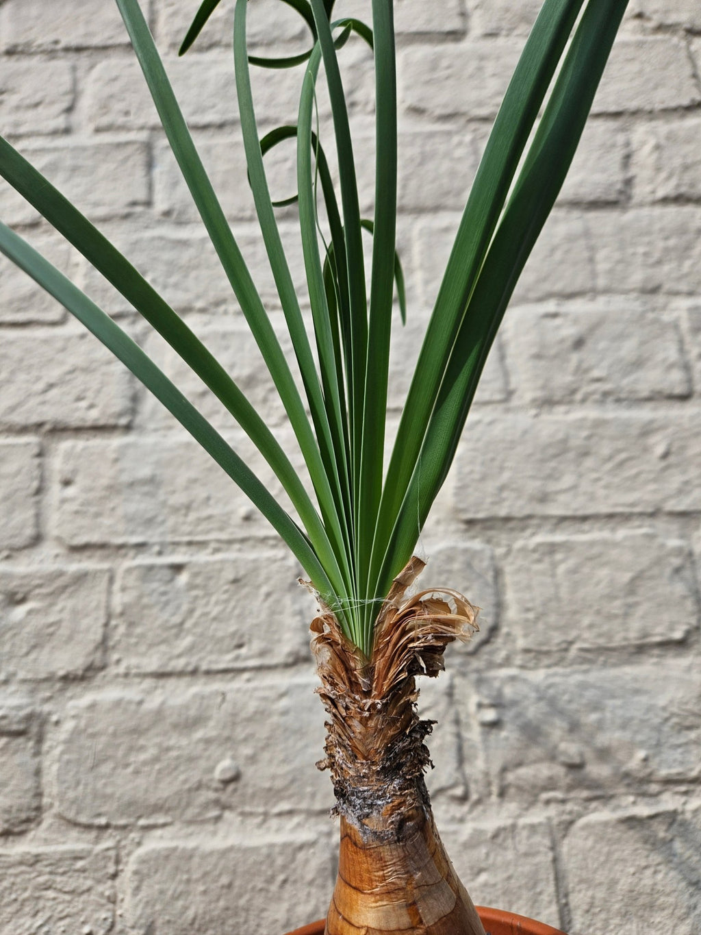 Boophane Disticha - SGP Garden Ltd