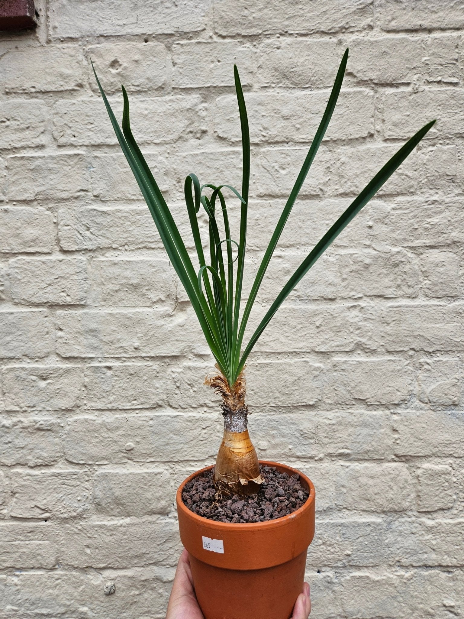 Boophane Disticha - SGP Garden Ltd