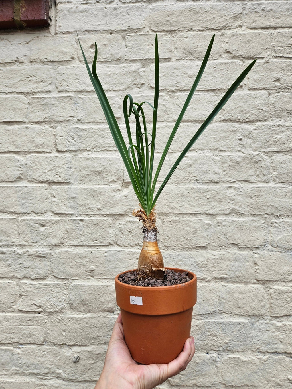 Boophane Disticha - SGP Garden Ltd