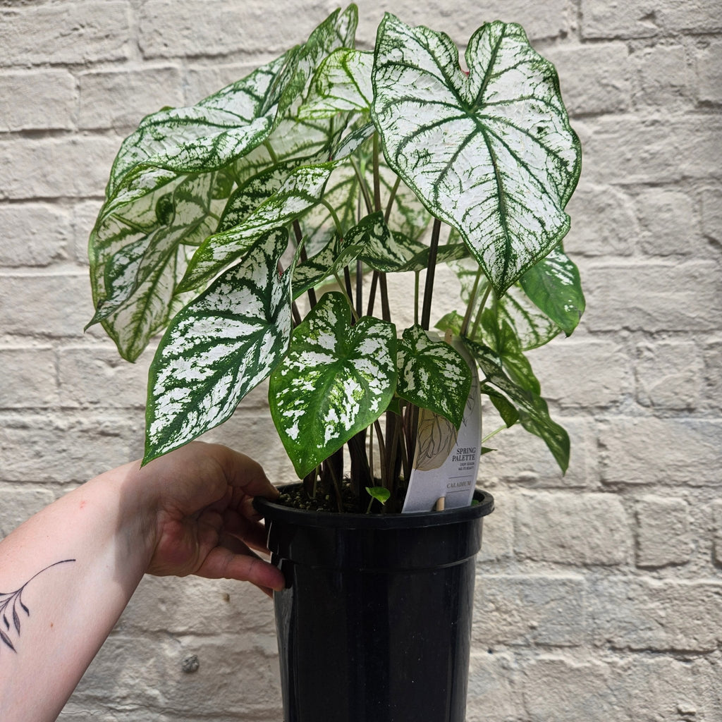 Caladium 'White Christmas' (Angel Wings) - SGP Garden Ltd