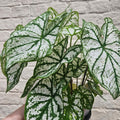 Caladium 'White Christmas' (Angel Wings) - SGP Garden Ltd