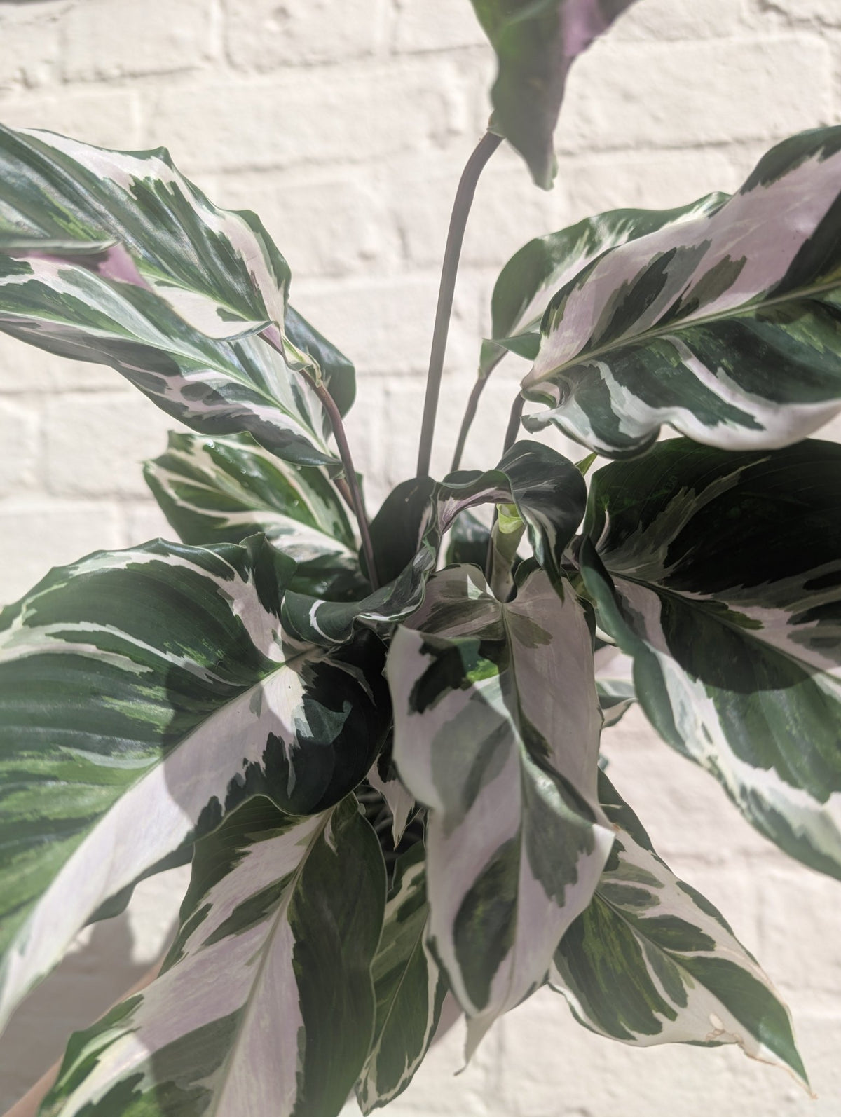 Calathea lietzei 'White Fusion' (Prayer plant) - SGP Garden Ltd