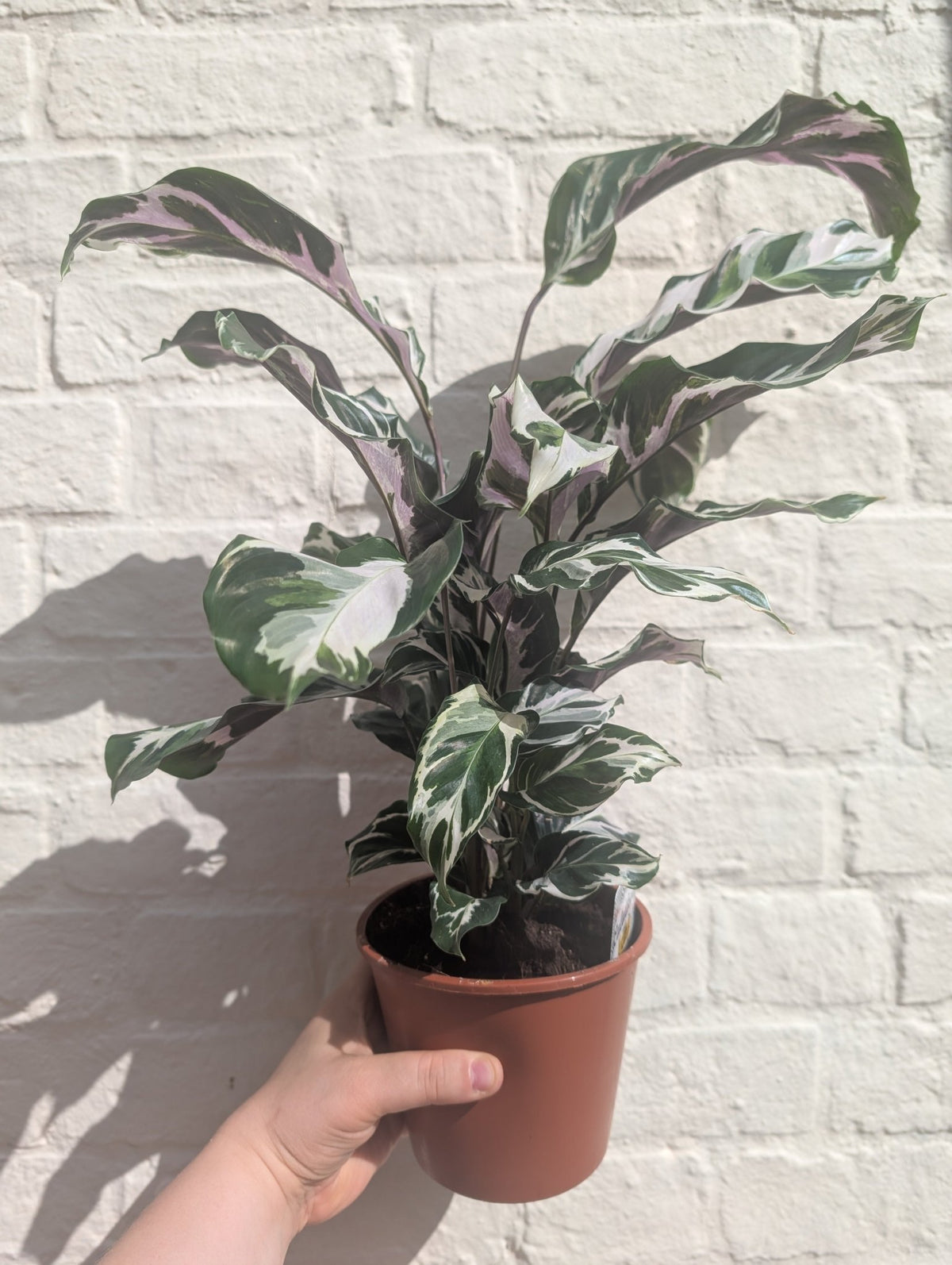 Calathea lietzei 'White Fusion' (Prayer plant) - SGP Garden Ltd