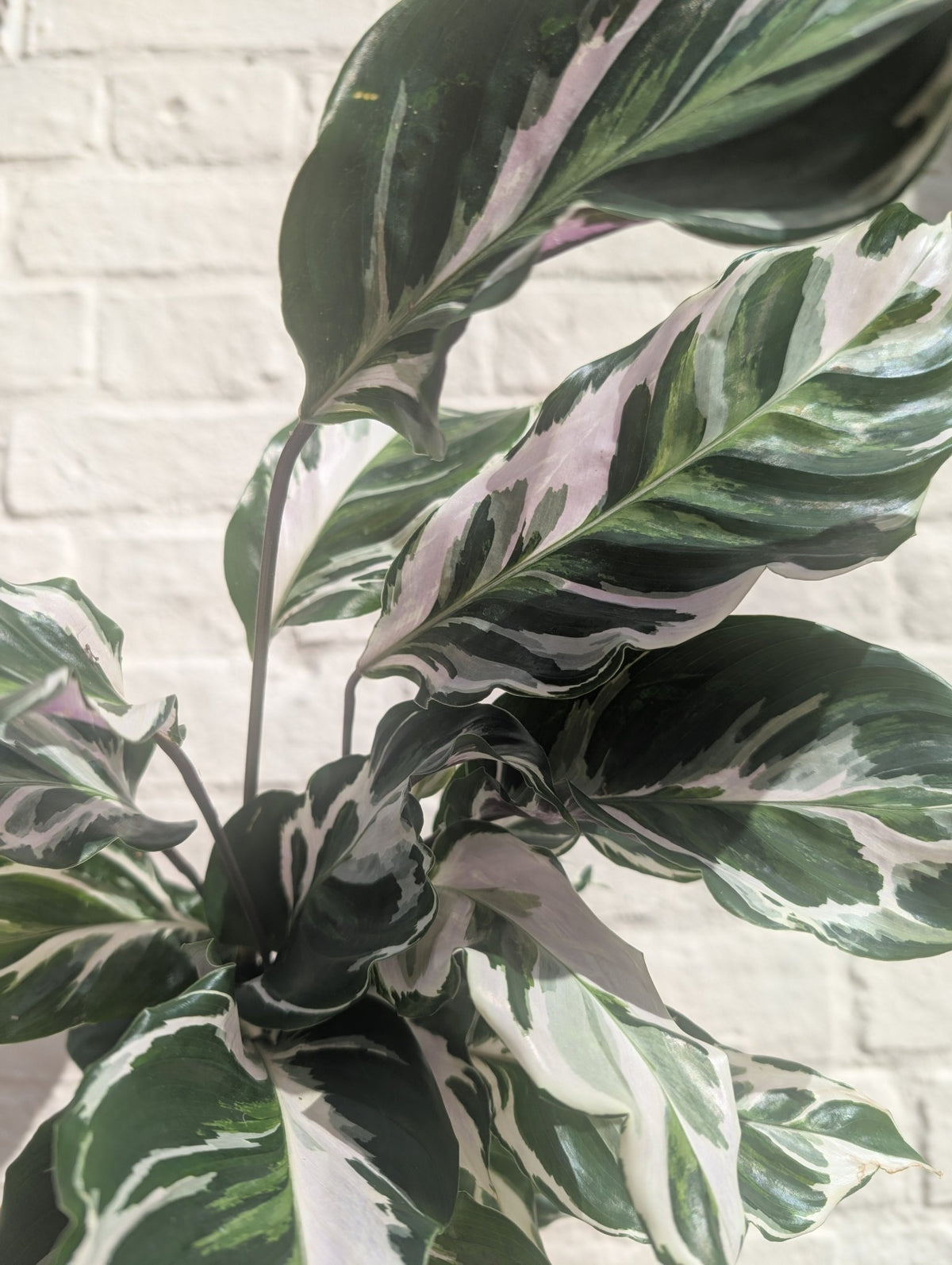 Calathea lietzei 'White Fusion' (Prayer plant) - SGP Garden Ltd